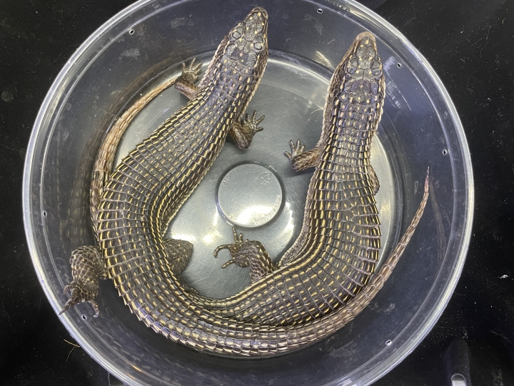 クリックすると拡大します