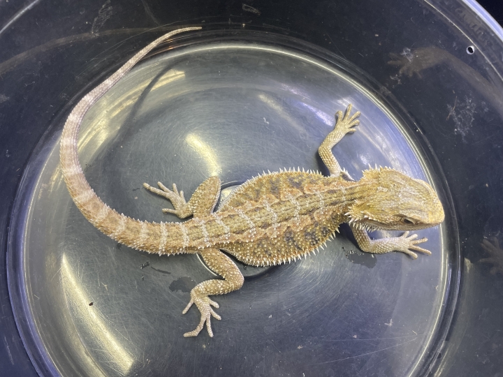 クリックすると拡大します