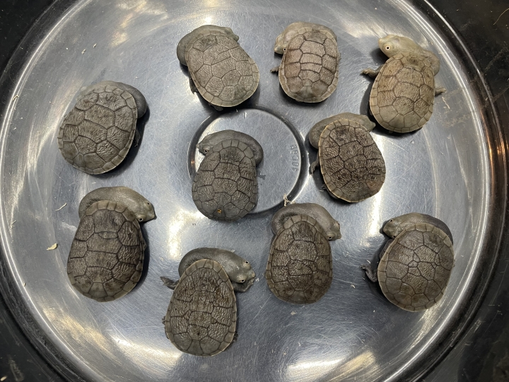 クリックすると拡大します