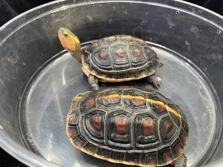 クリックすると拡大します