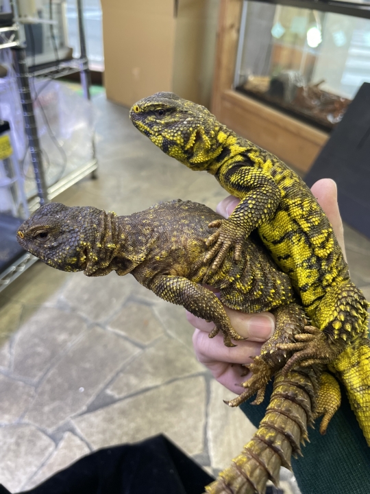 クリックすると拡大します