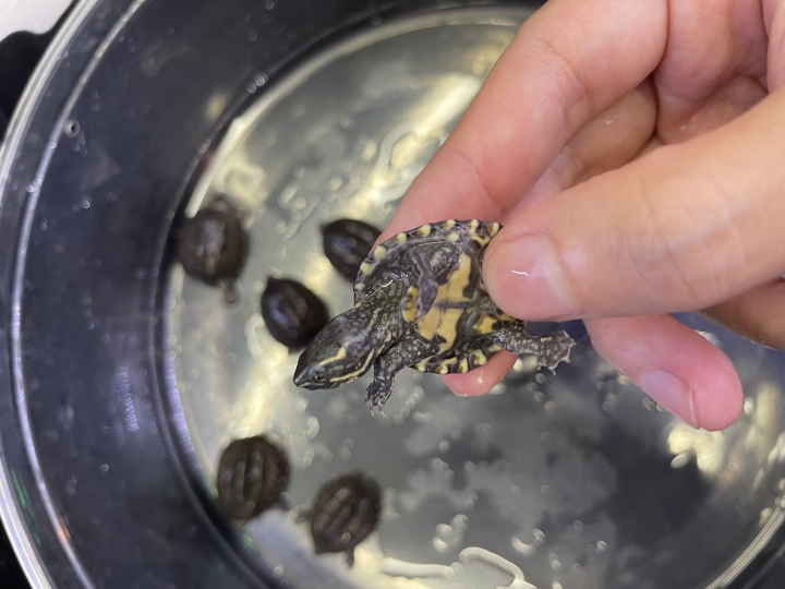 クリックすると拡大します