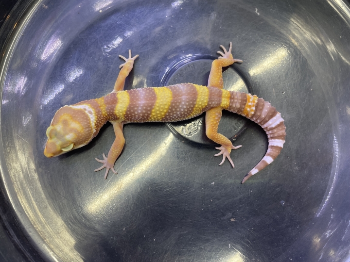 クリックすると拡大します