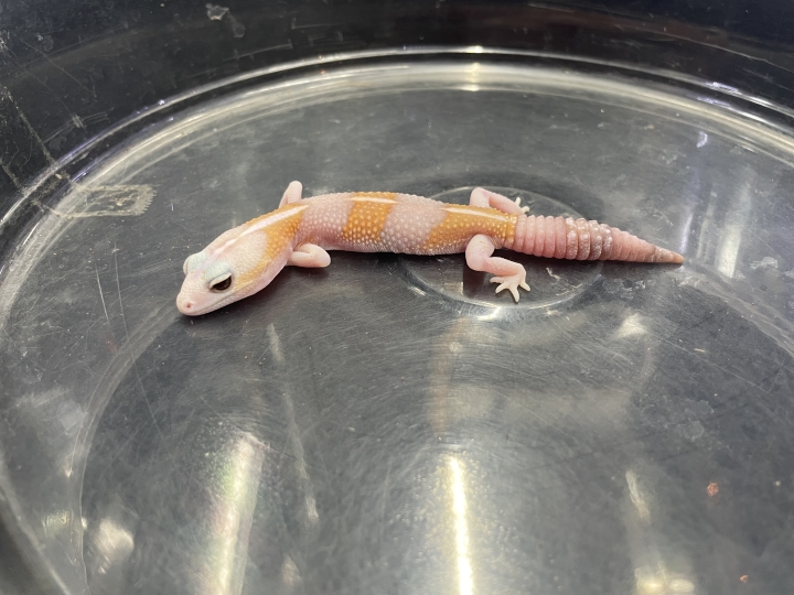 クリックすると拡大します