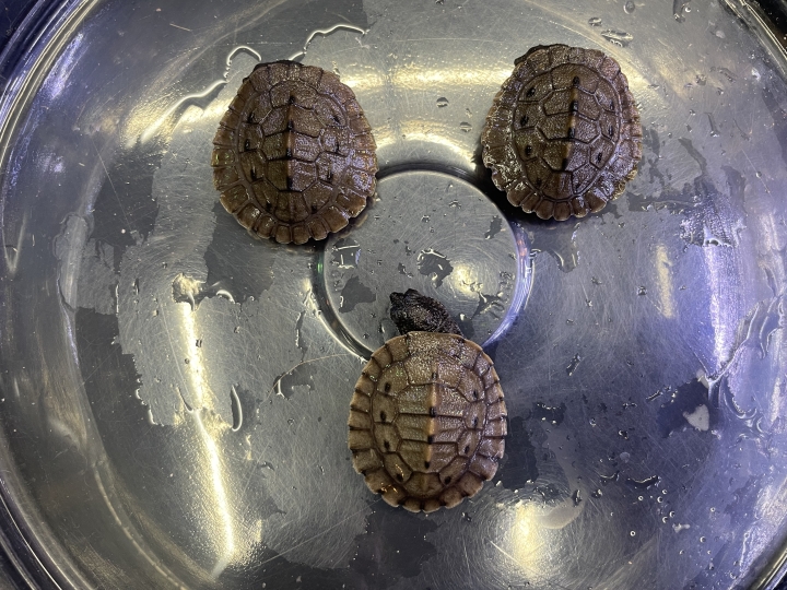 クリックすると拡大します