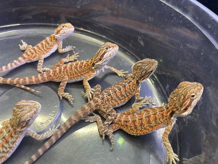 クリックすると拡大します