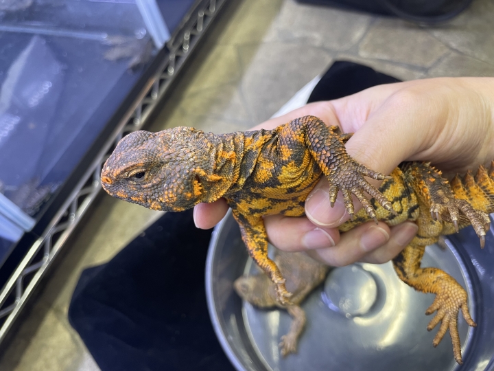 クリックすると拡大します