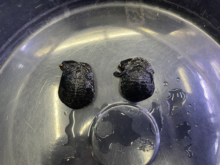 クリックすると拡大します