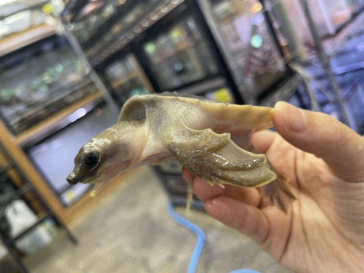 クリックすると拡大します