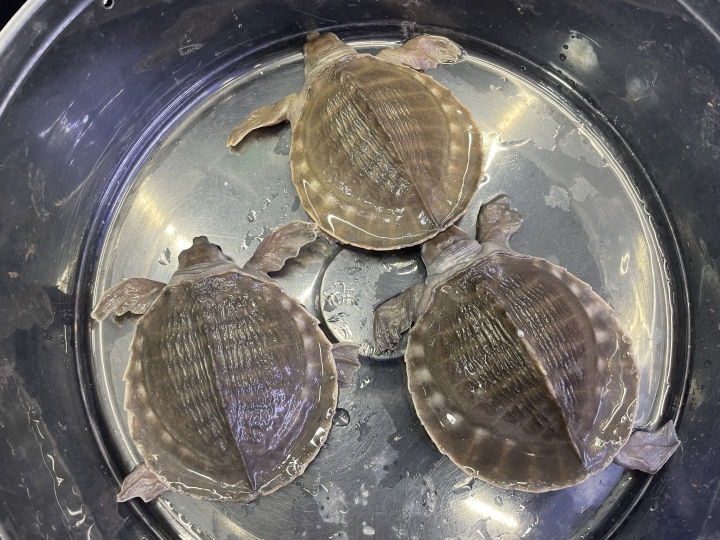 クリックすると拡大します