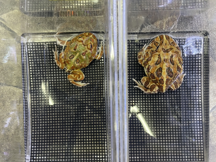 クリックすると拡大します