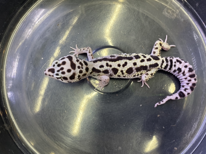 クリックすると拡大します