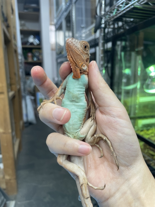 クリックすると拡大します