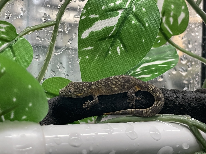 クリックすると拡大します