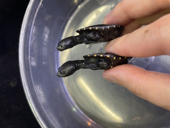 クリックすると拡大します