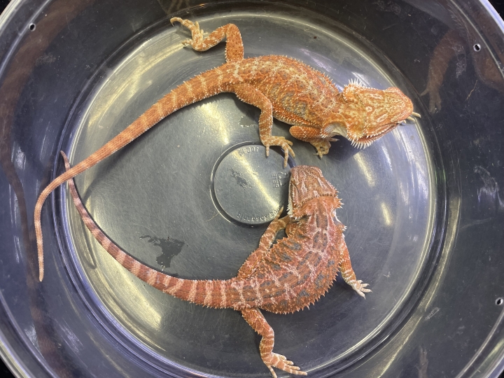 クリックすると拡大します