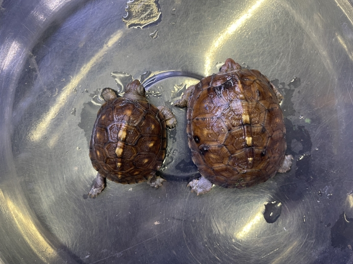 クリックすると拡大します