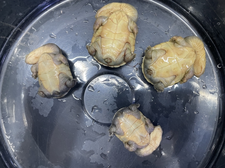 クリックすると拡大します
