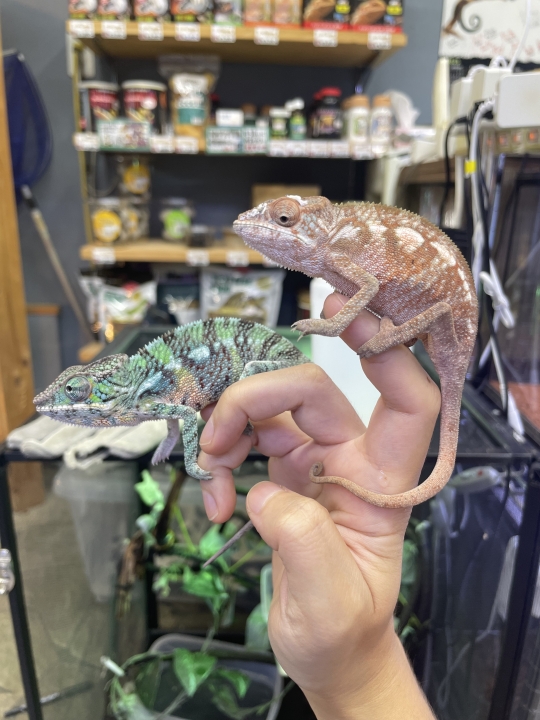 クリックすると拡大します