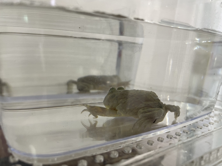 クリックすると拡大します