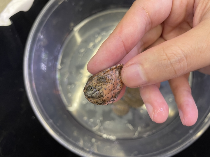 クリックすると拡大します