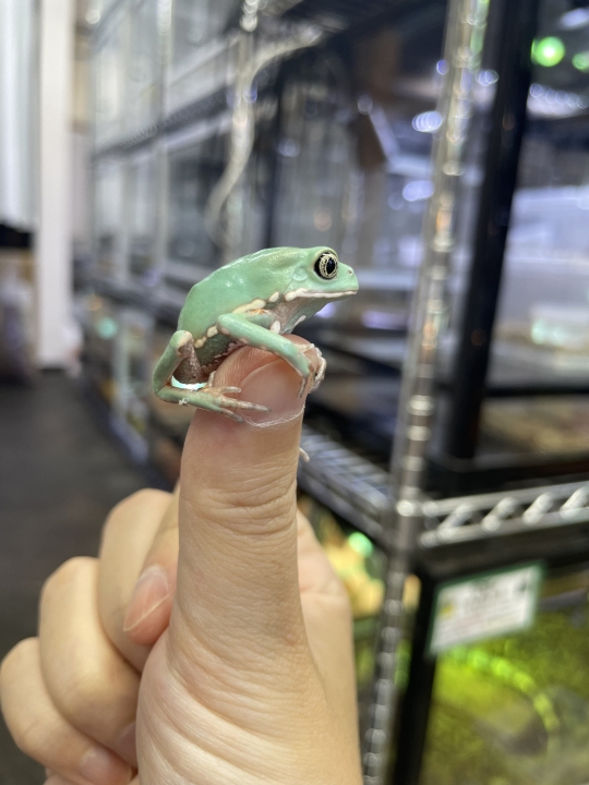 クリックすると拡大します