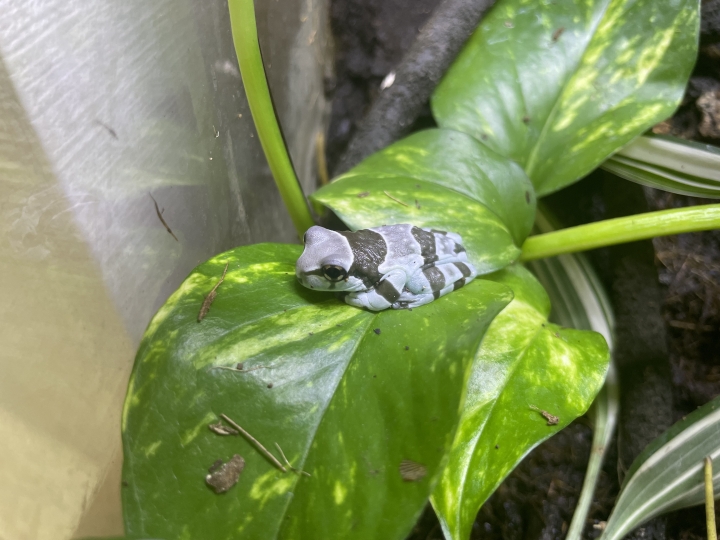 クリックすると拡大します