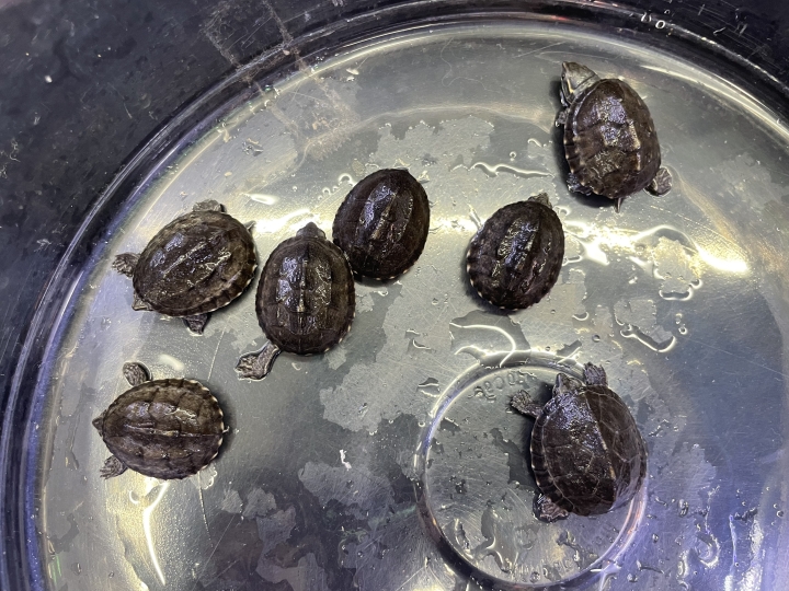 クリックすると拡大します