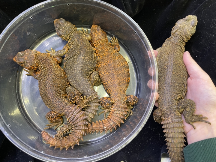 クリックすると拡大します