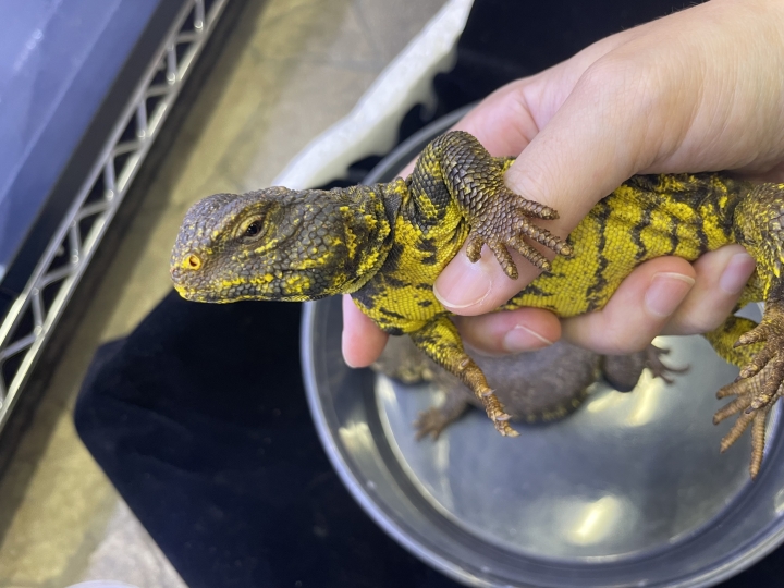 クリックすると拡大します