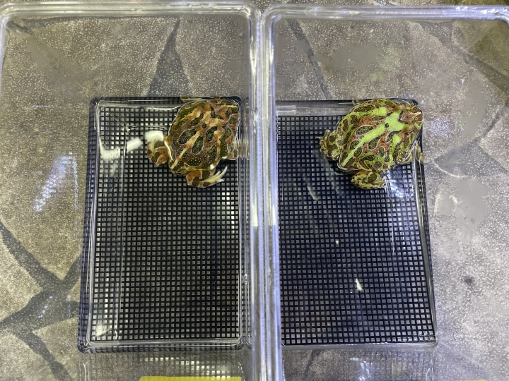 クリックすると拡大します