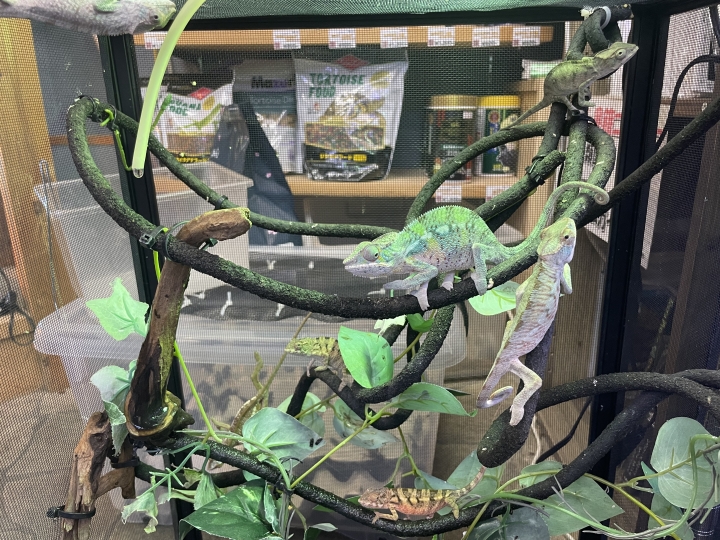 クリックすると拡大します