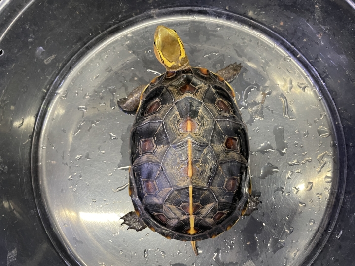 クリックすると拡大します