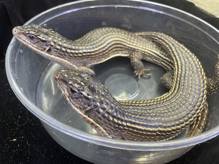 クリックすると拡大します