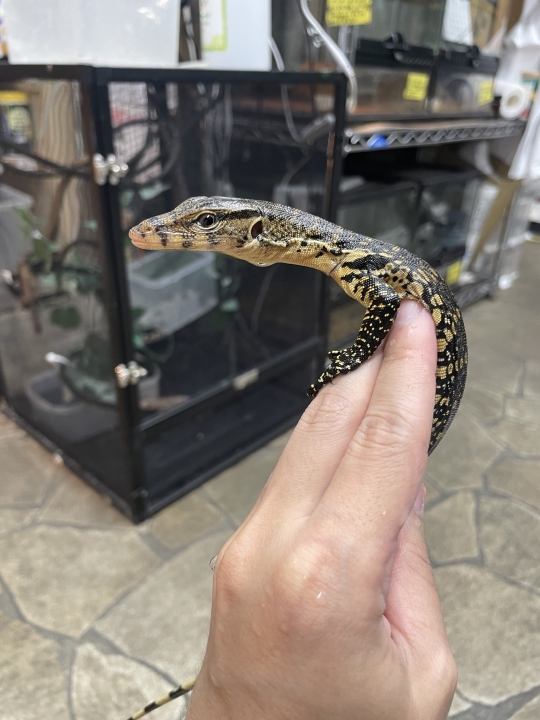 クリックすると拡大します