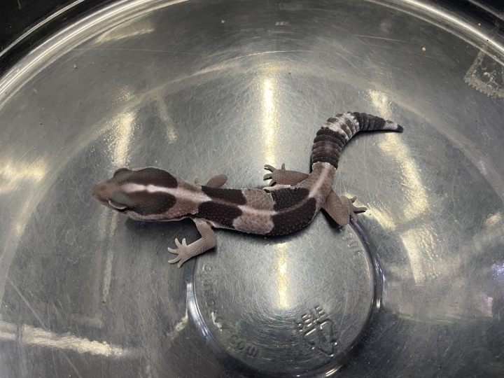 クリックすると拡大します