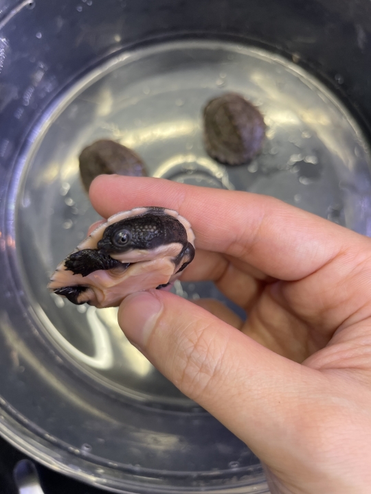 クリックすると拡大します