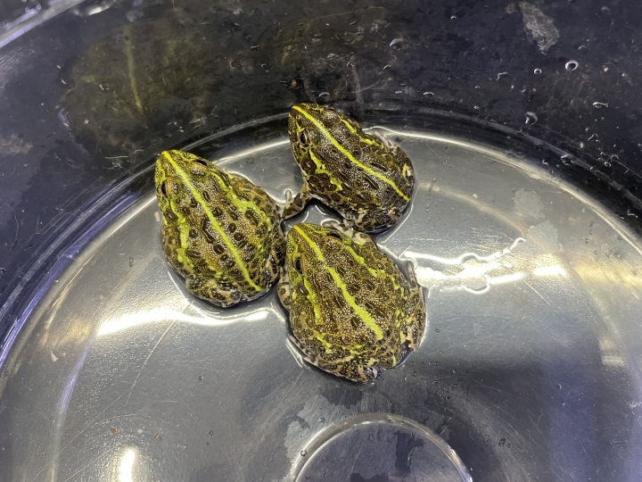 クリックすると拡大します