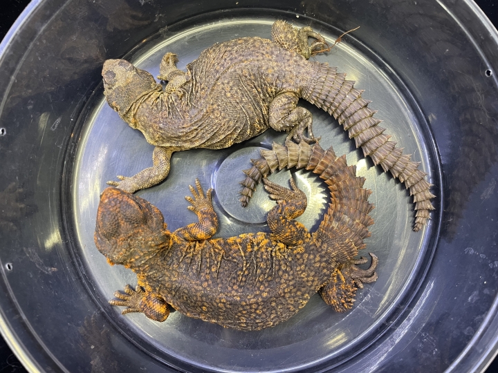 クリックすると拡大します