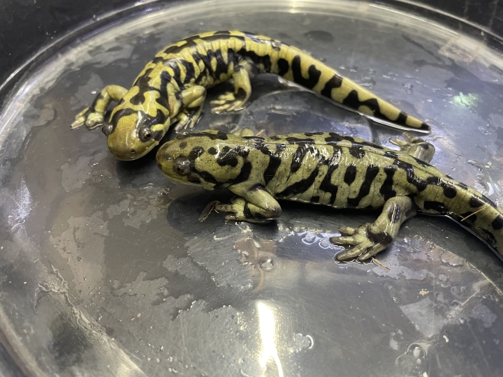 クリックすると拡大します