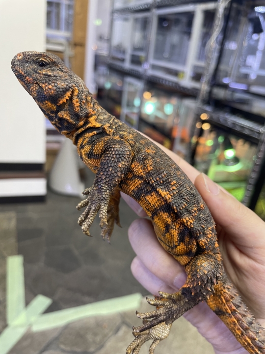 クリックすると拡大します