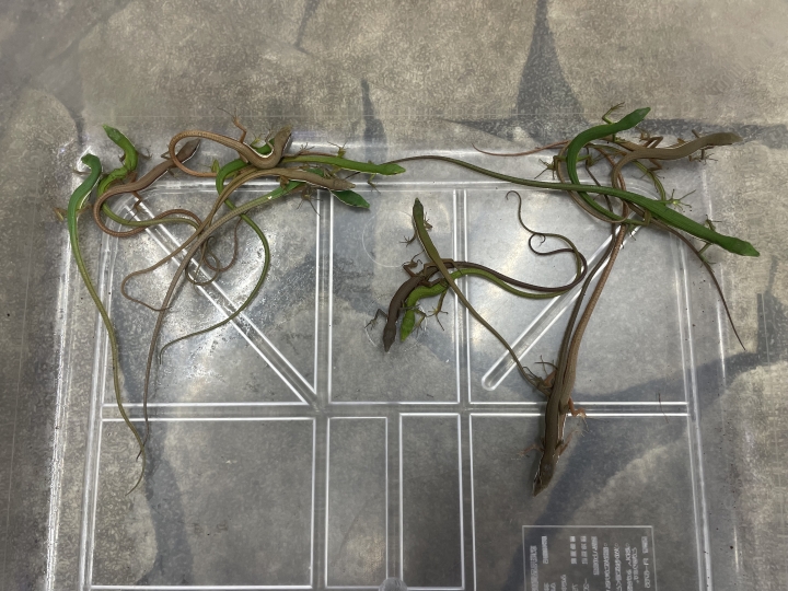 クリックすると拡大します