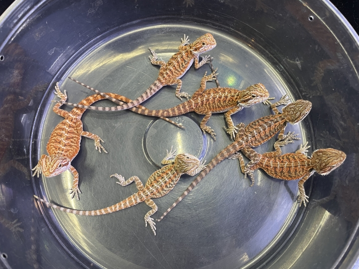 クリックすると拡大します