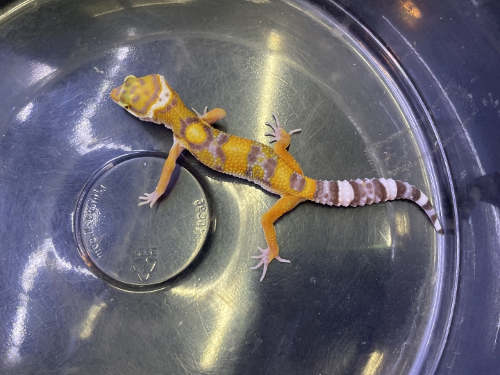 クリックすると拡大します