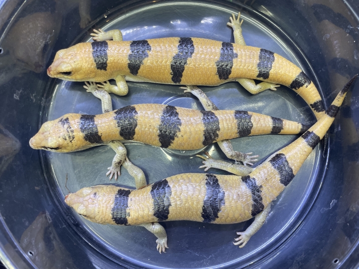 クリックすると拡大します