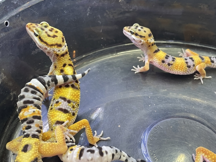 クリックすると拡大します