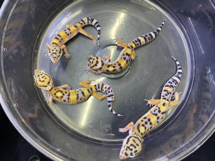 クリックすると拡大します