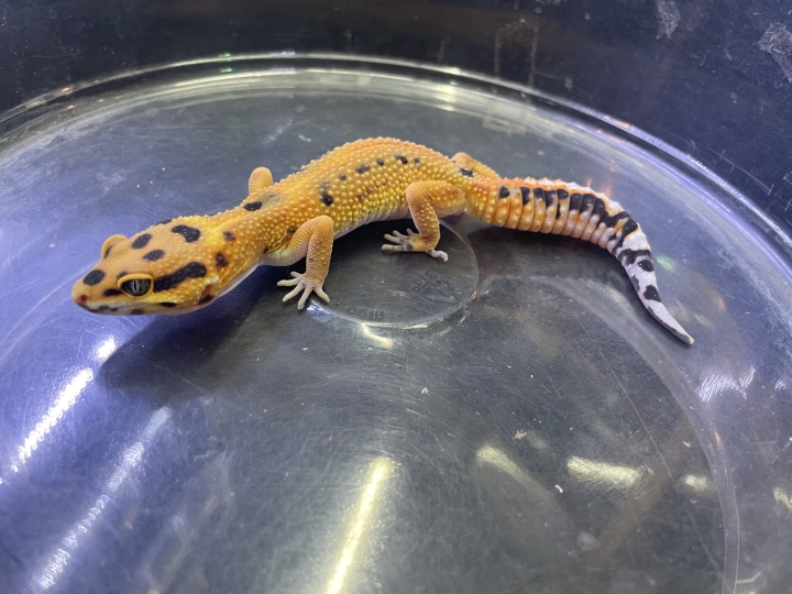 クリックすると拡大します