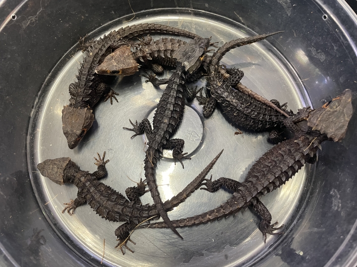 クリックすると拡大します