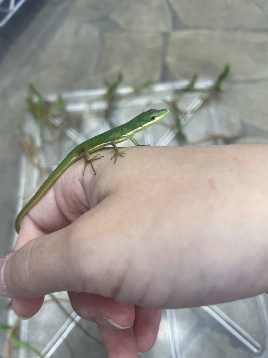 クリックすると拡大します